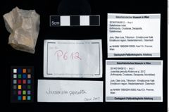 Foto (Objekt + Etikett) von Juracrista perculta (Robins et al., 2012)  (NHMW-GEO-2014-0194-0612)